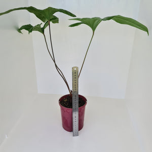 Anthurium Bogotense