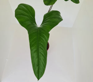 Anthurium Bogotense