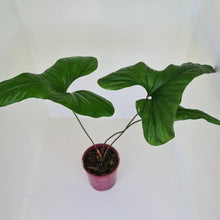 Load image into Gallery viewer, Anthurium Bogotense