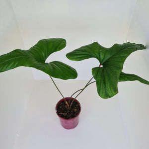 Anthurium Bogotense