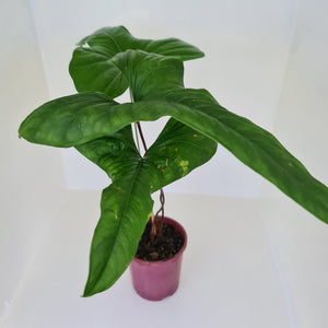 Anthurium Bogotense