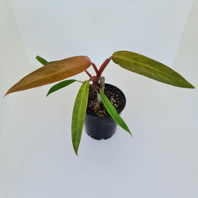 Philodendron Autumn Queen