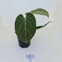 Load image into Gallery viewer, #1 Large Anthurium &#39;Velvet Shadow&#39;