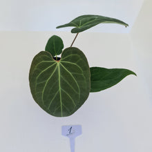 Load image into Gallery viewer, #1 Large Anthurium &#39;Velvet Shadow&#39;