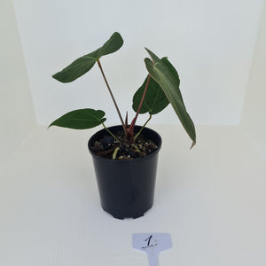 #1 Large Anthurium 'Velvet Shadow'