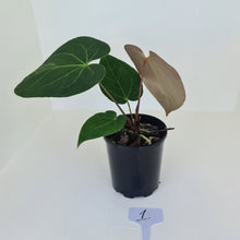 Load image into Gallery viewer, #1 Large Anthurium &#39;Velvet Shadow&#39;