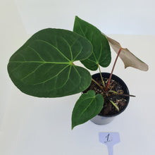 Load image into Gallery viewer, #1 Large Anthurium &#39;Velvet Shadow&#39;