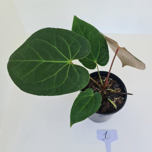 #1 Large Anthurium 'Velvet Shadow'