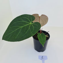 Load image into Gallery viewer, #1 Large Anthurium &#39;Velvet Shadow&#39;