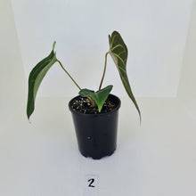 Load image into Gallery viewer, #2 Large Anthurium &#39;Velvet Shadow&#39;