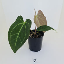 Load image into Gallery viewer, #2 Large Anthurium &#39;Velvet Shadow&#39;