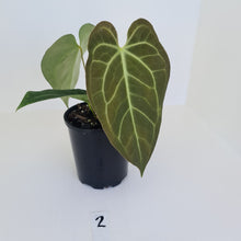 Load image into Gallery viewer, #2 Large Anthurium &#39;Velvet Shadow&#39;