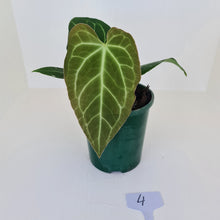 Load image into Gallery viewer, #4.0 Anthurium &#39;Velvet Shadow&#39;