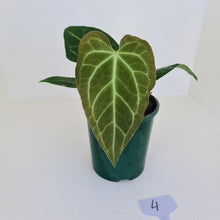 Load image into Gallery viewer, #4.0 Anthurium &#39;Velvet Shadow&#39;