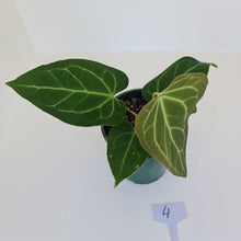 Load image into Gallery viewer, #4.0 Anthurium &#39;Velvet Shadow&#39;