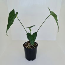 Load image into Gallery viewer, Anthurium Macrolobium