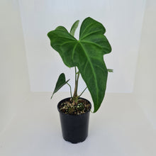 Load image into Gallery viewer, Anthurium Macrolobium