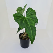 Load image into Gallery viewer, Anthurium Macrolobium