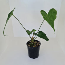 Load image into Gallery viewer, Anthurium Macrolobium