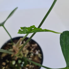 Load image into Gallery viewer, Anthurium Macrolobium