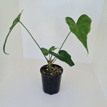 Load image into Gallery viewer, Anthurium Macrolobium