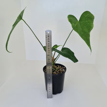 Load image into Gallery viewer, Anthurium Macrolobium