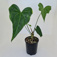 Load image into Gallery viewer, Anthurium Macrolobium