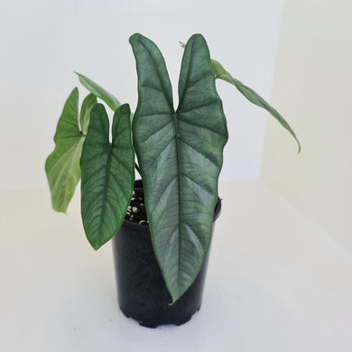 #1 Alocasia Corazon