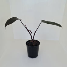 Load image into Gallery viewer, Philodendron Black Knight