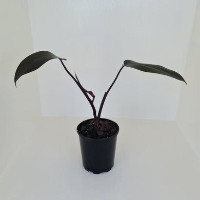Philodendron Black Knight