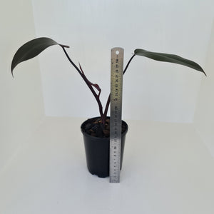 Philodendron Black Knight