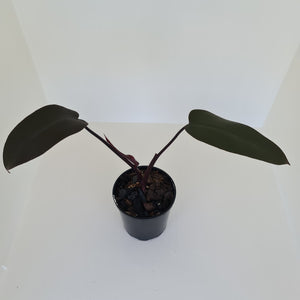 Philodendron Black Knight