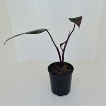 Load image into Gallery viewer, Philodendron Black Knight