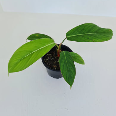 Philodendron Geniculatum