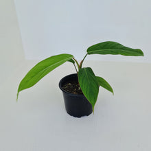 Load image into Gallery viewer, Philodendron Geniculatum