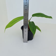 Load image into Gallery viewer, Philodendron Geniculatum