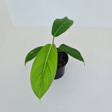 Load image into Gallery viewer, Philodendron Geniculatum