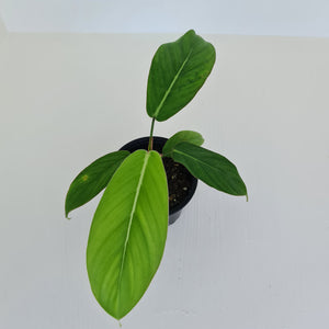 Philodendron Geniculatum