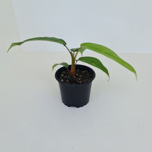 Load image into Gallery viewer, Philodendron Geniculatum