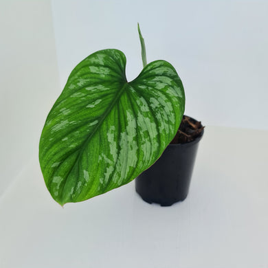 Philodendron Silver Cloud - Well rooted/established cutting