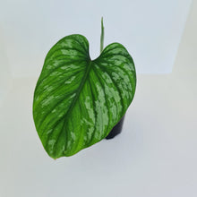 Load image into Gallery viewer, Philodendron Silver Cloud - Well rooted/established cutting