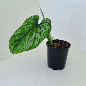 Philodendron Silver Cloud - Well rooted/established cutting
