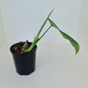 Philodendron Silver Cloud - Well rooted/established cutting