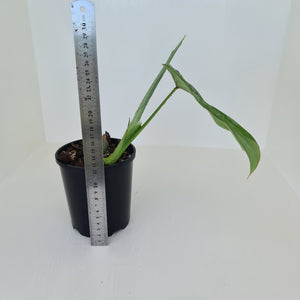 Philodendron Silver Cloud - Well rooted/established cutting