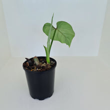 Load image into Gallery viewer, Philodendron Silver Cloud - Well rooted/established cutting