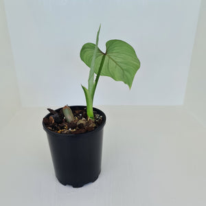 Philodendron Silver Cloud - Well rooted/established cutting