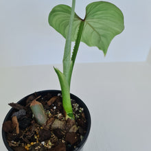 Load image into Gallery viewer, Philodendron Silver Cloud - Well rooted/established cutting
