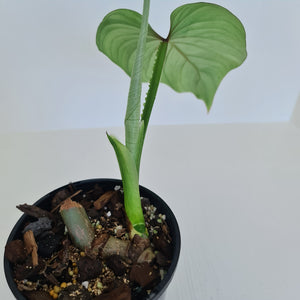 Philodendron Silver Cloud - Well rooted/established cutting