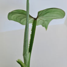 Load image into Gallery viewer, Philodendron Silver Cloud - Well rooted/established cutting