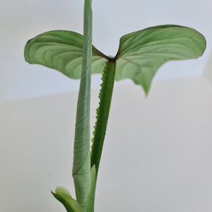 Philodendron Silver Cloud - Well rooted/established cutting